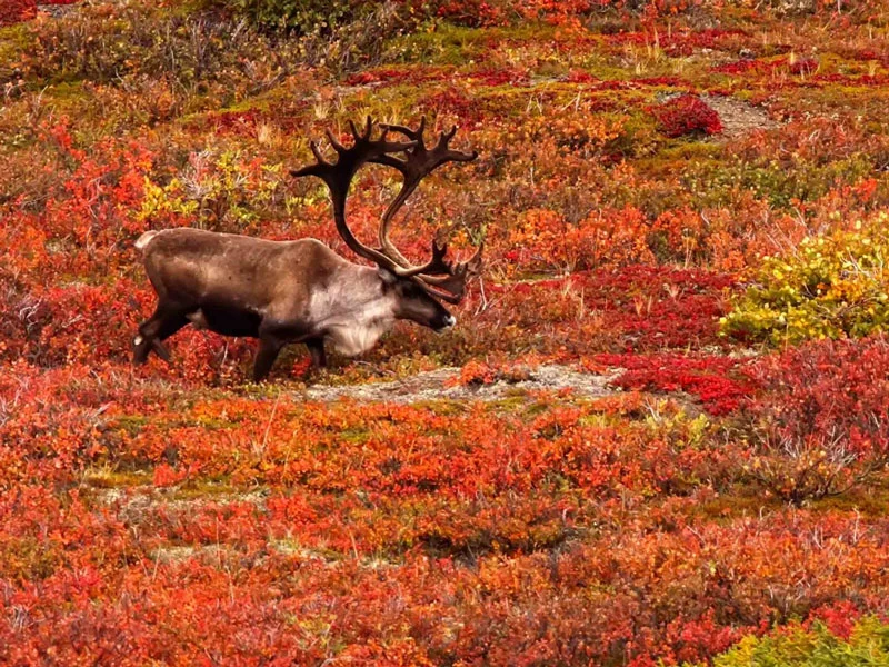 Highlights of the Yukon Road Trip | Caribou