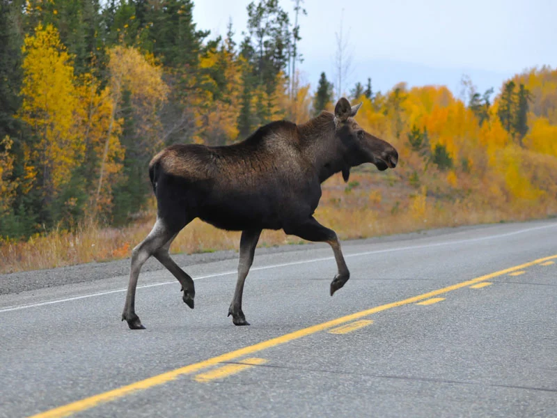 Highlights of the Yukon Road Trip | Moose