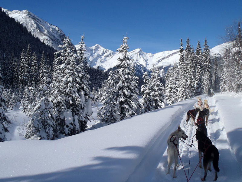 Luxury Snow Train to the Canadian Rockies | Jasper Dog Sledding