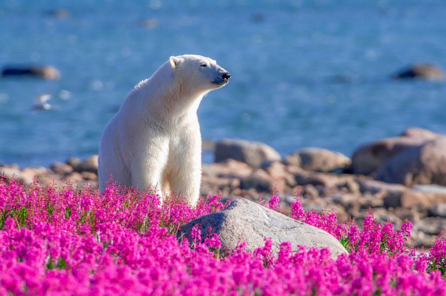 What to Expect on Summer Churchill Polar Bear Tours