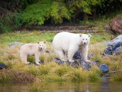 Spirit Bears of the Great Bear Rain Forest | Spirit Bear Lodge