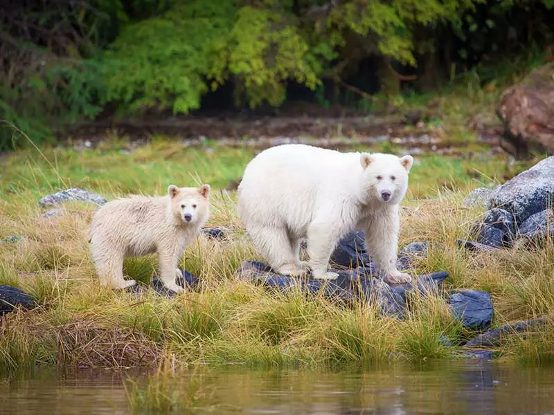 Spirit Bear Lodge Great Bear Rainforest