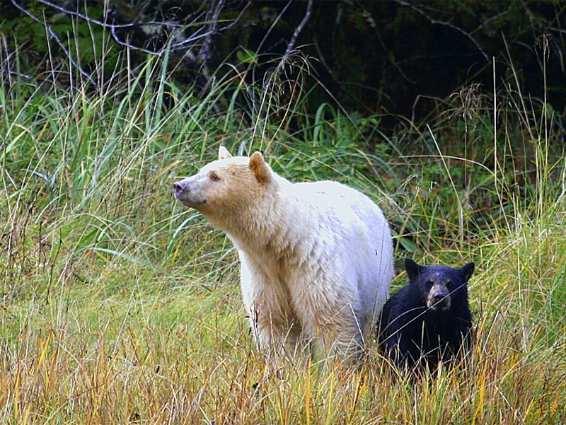 Spirit Bear Lodge Great Bear Rainforest