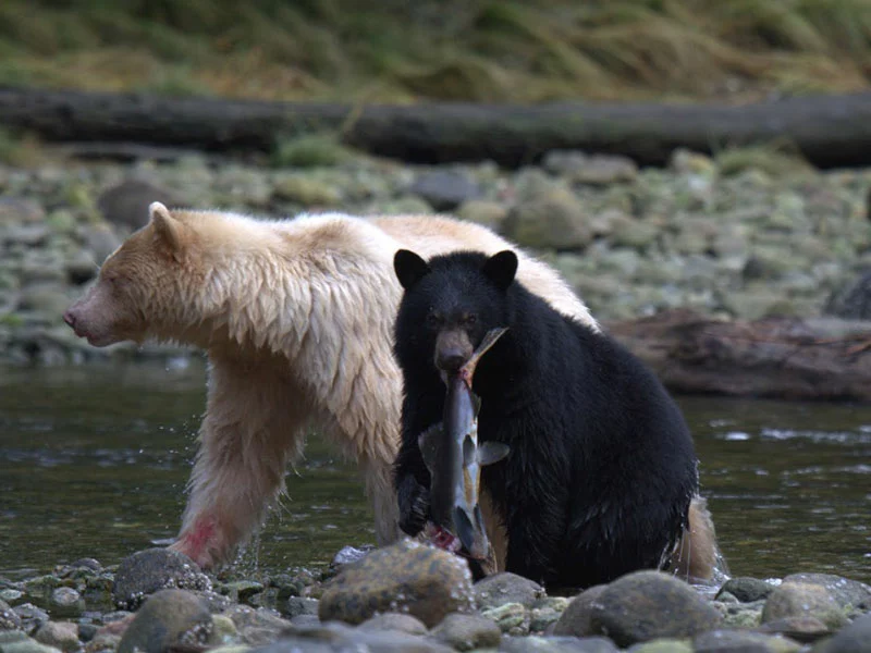 Spirit Bear Lodge Great Bear Rainforest