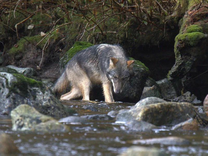 Search Great Bear Rainforest for the Mystical Spirit Bear