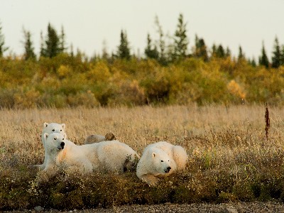 Churchill Polar Bear Tours churchill-polar-bear-tours