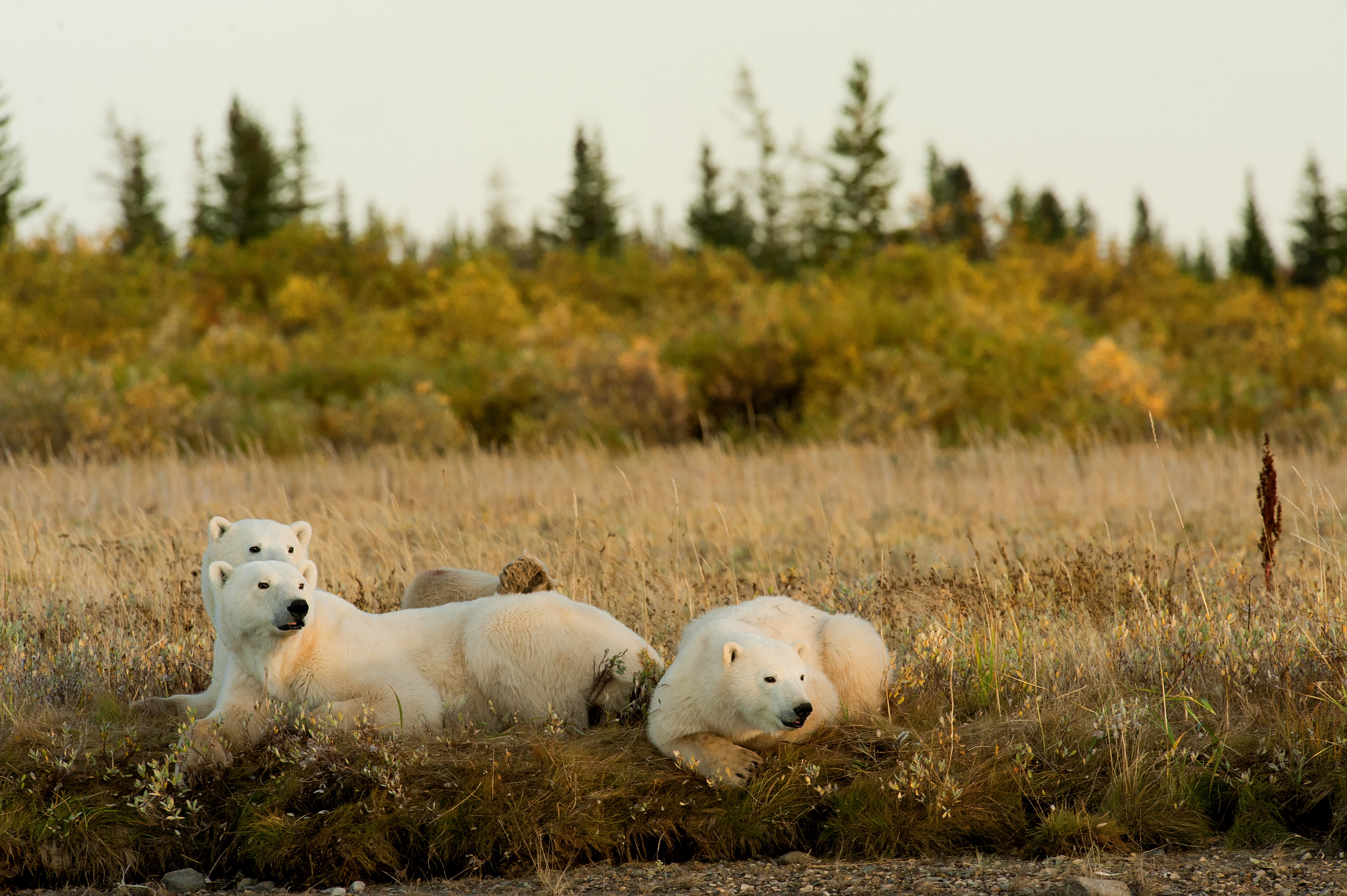 The Rise of Polar Bear Safaris; A Bucket-List Summer Adventure