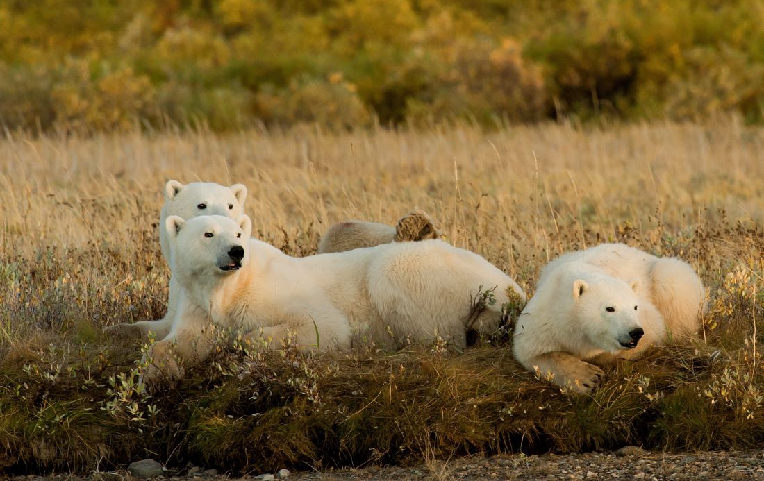 The Rise of Polar Bear Safaris; A Bucket-List Summer Adventure