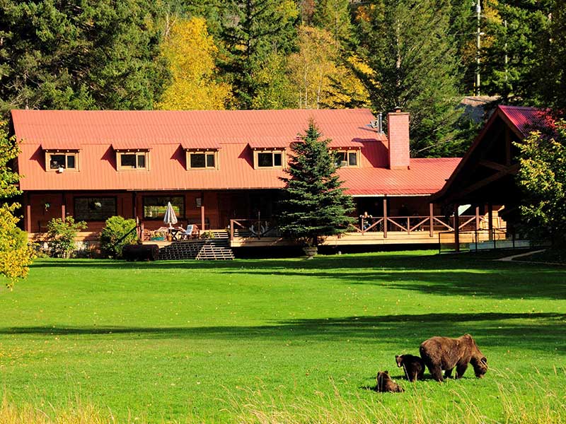 Grizzly Bears at Tweedsmuir Park Lodge