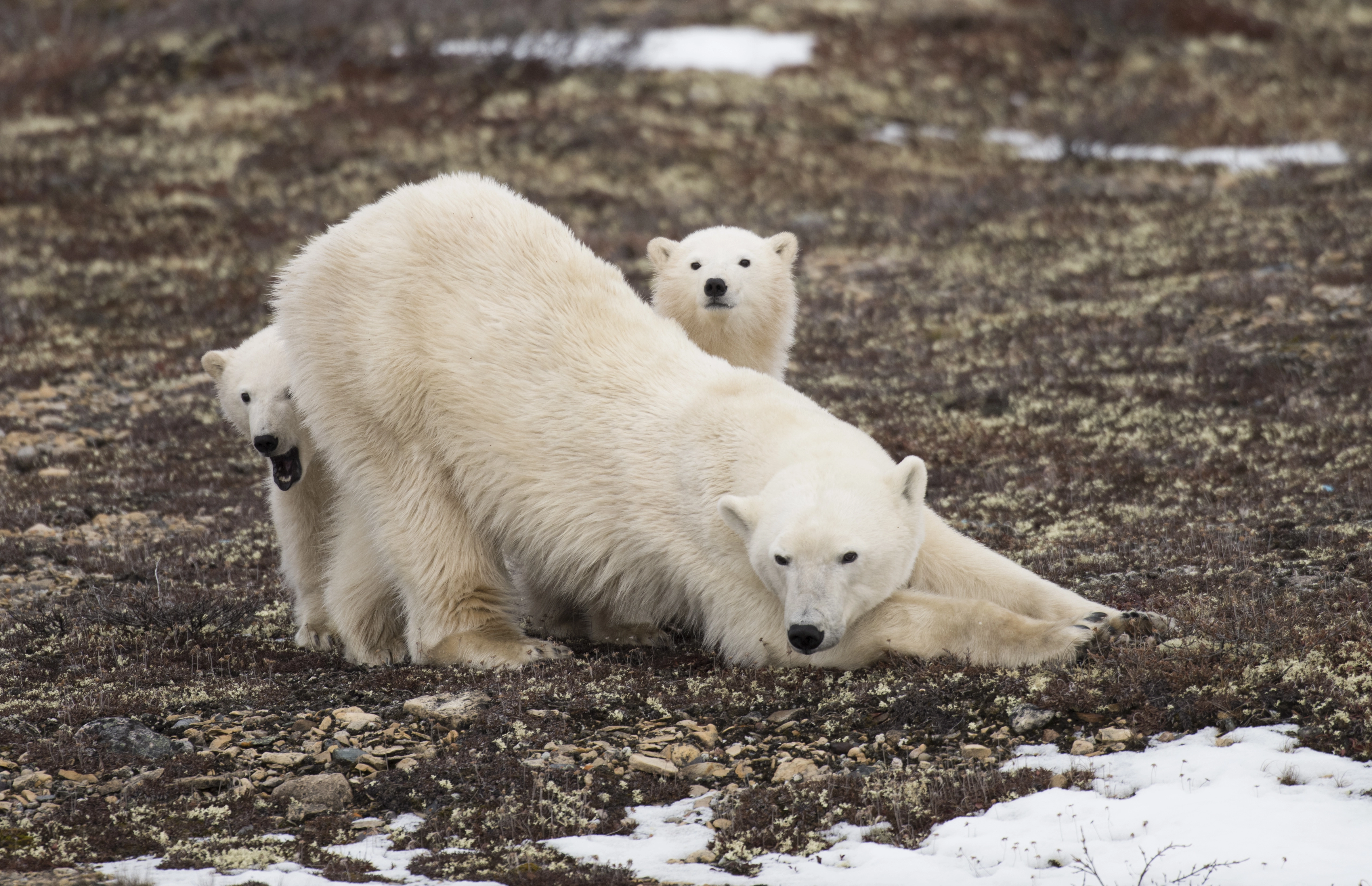 Polar Bears  Adventure Canada