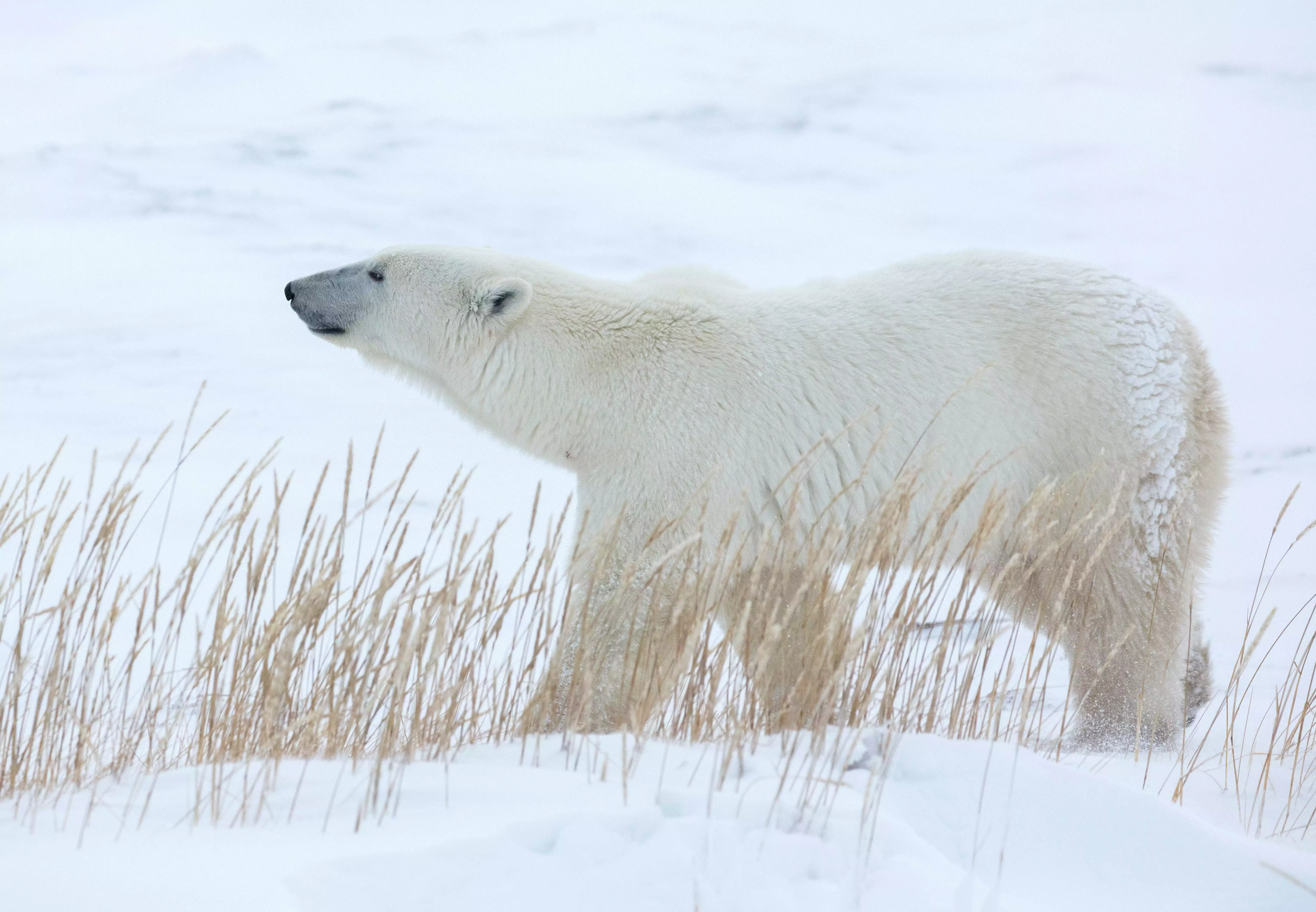 Ultimate Polar Bear Adventure - Polar Bear