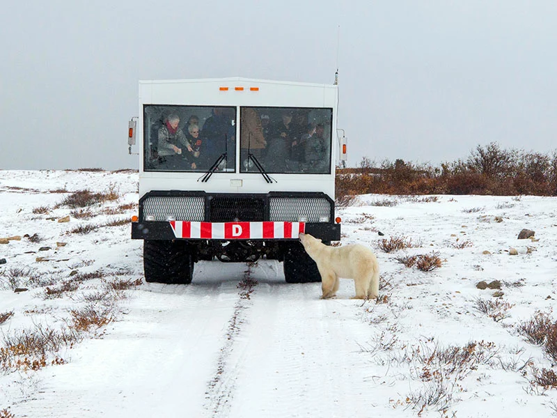 Ultimate Polar Bear Adventure - Polar Bear
