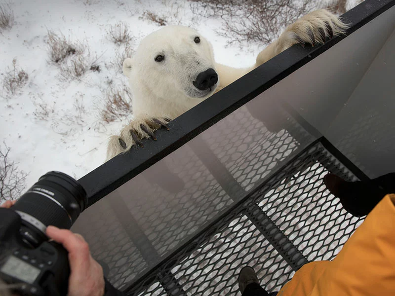 Ultimate Polar Bear Adventure - Polar Bear