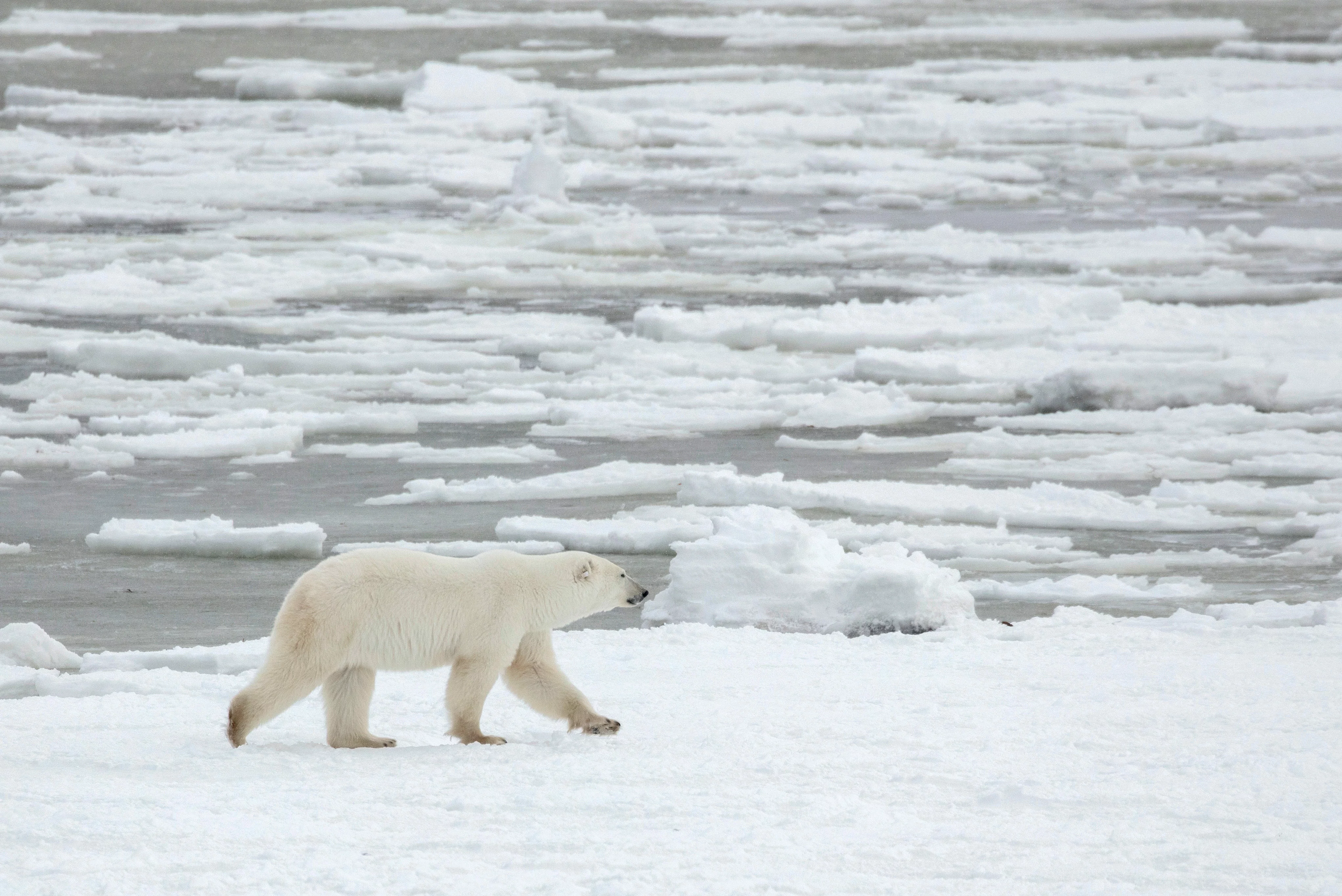 Ultimate Polar Bear Adventure - Polar Bear