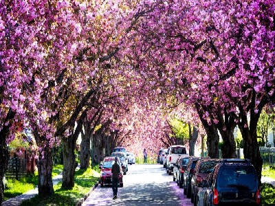 vancouver-cherry-blossoms-and-seasonal-delights