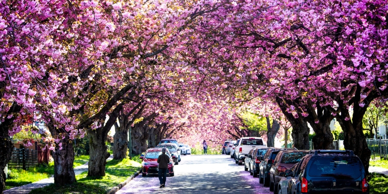 Vancouver's Cherry Blossoms and Seasonal Delights