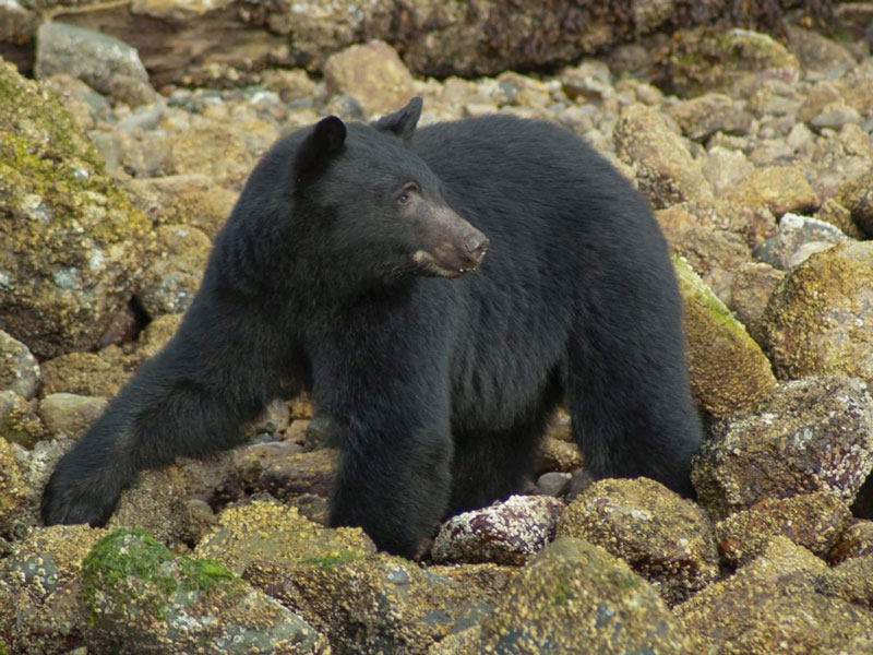 Whistler and Canada's Pacific Coast Road Trip | Tofino Bear Viewing