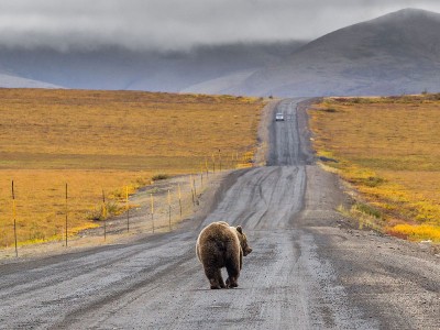 A Yukon road trip bear sighting